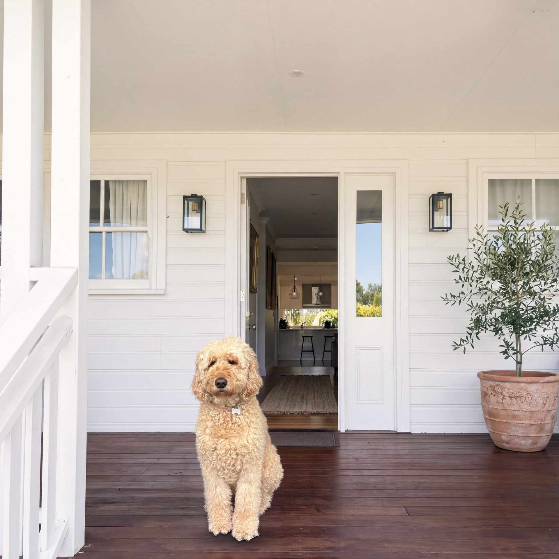 A golden labradoodle waits on the hardwood verandah of a white timber home beside the open front door