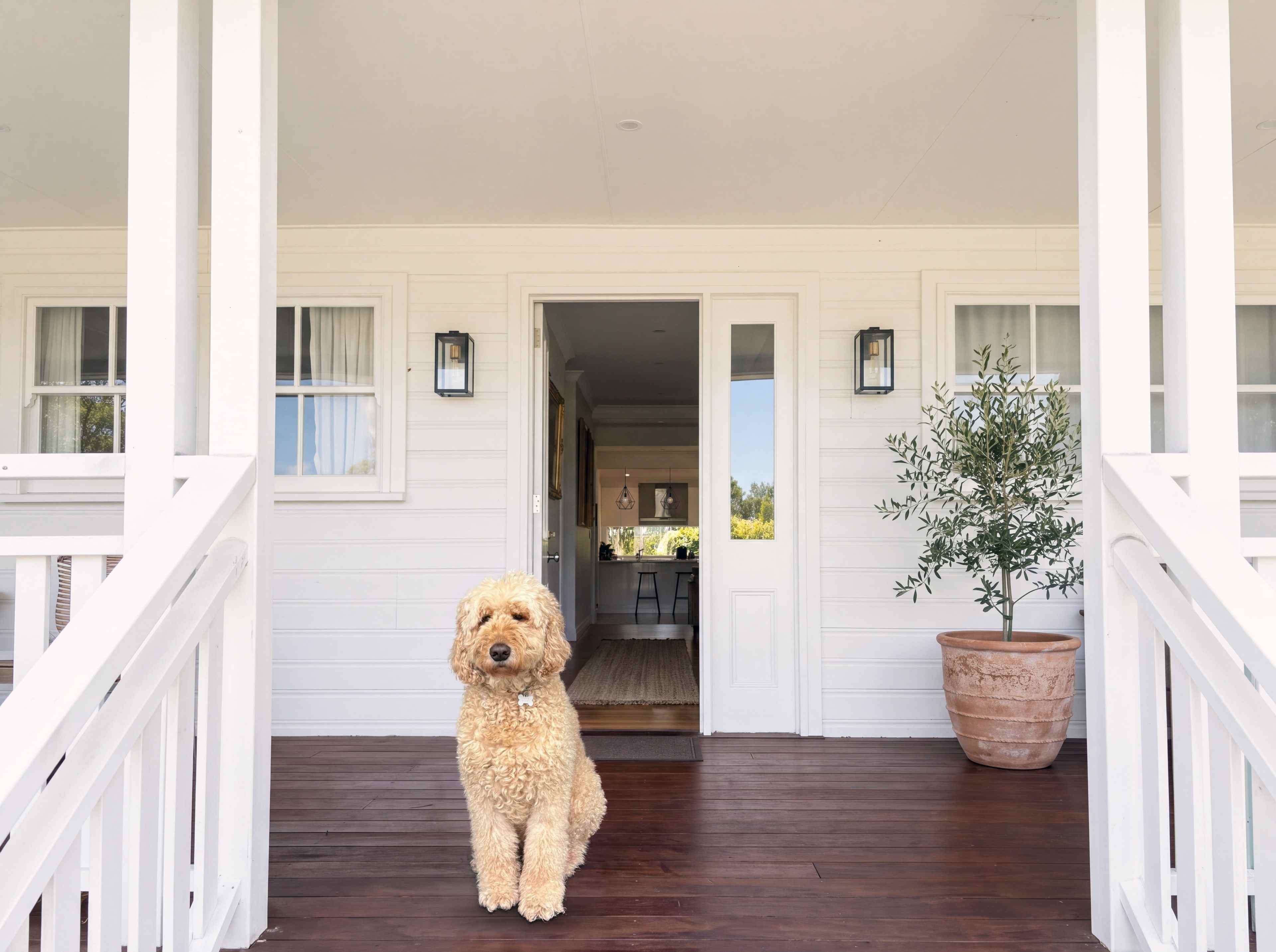 A golden labradoodle waits on the hardwood verandah beside the open front door